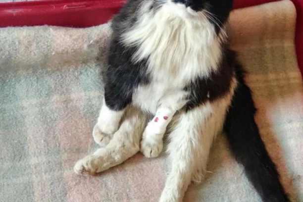 Objava koja slama srca: HENDIKEPIRANI MAČAK će biti USPAVAN ako do SUTRA ne nađe dom