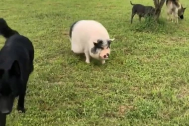 (VIDEO) Pogledajte šta se desi kada se prase uortači sa pet pasa