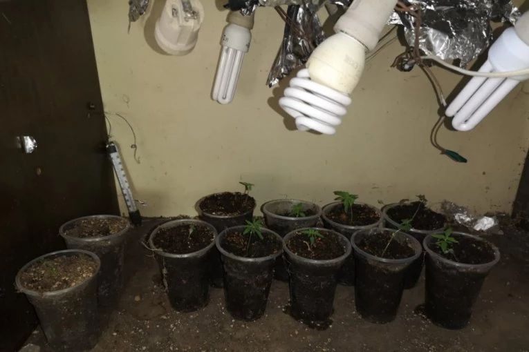 PRVO DA ODLEŽI U PRITVORU, A ONDA KOD TUŽIOCA: Uhapšen diler u Ripnju, našli mu saksije sa marihuanom! Ali to nije sve!