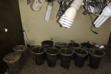 PRVO DA ODLEŽI U PRITVORU, A ONDA KOD TUŽIOCA: Uhapšen diler u Ripnju, našli mu saksije sa marihuanom! Ali to nije sve!