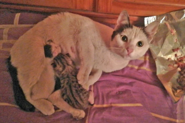 HITNO! Tražimo humane ljude da udome Majku Hrabrost