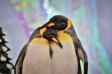 Oni vole ljubav: Pingvini su primer odanosti, a porodica im je na prvom mestu!