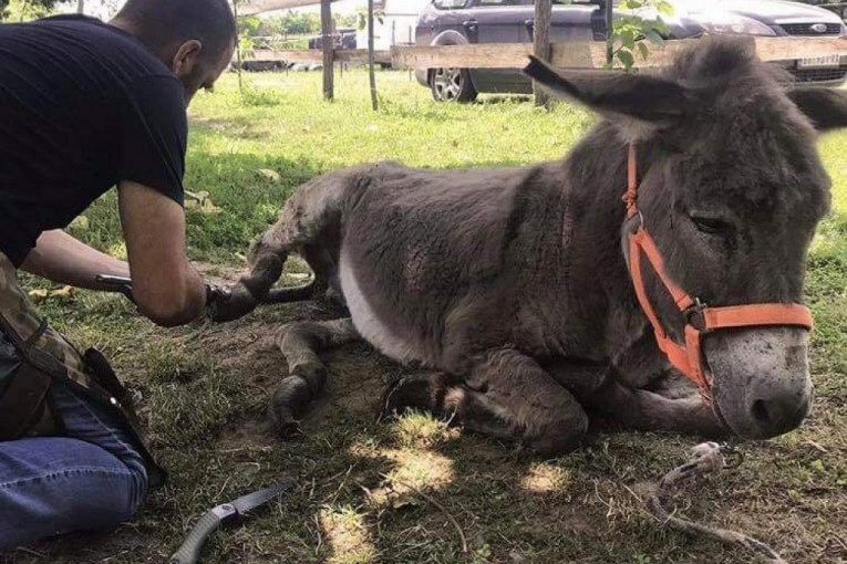 Neke od životinja koje su pomogli