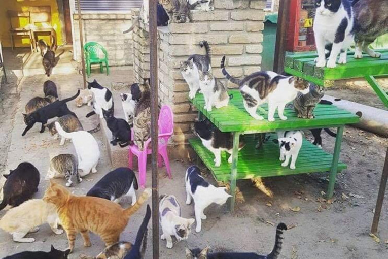 Devojke pomažu i brojne azile