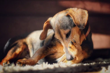 Da li ste znali da i psima nekad trebaju antidepresivi? Evo šta dovodi do toga!