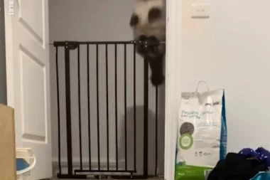 (VIDEO) Graciozan skok dlakave lepotice ostaviće vas bez teksta