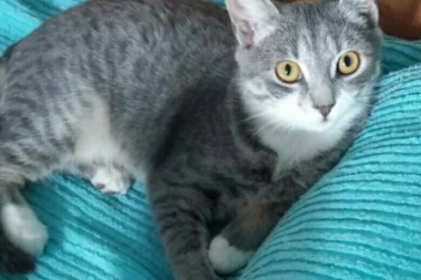 APEL LJUDIMA DOBROG SRCA: Pomozimo Sivki da nađe novi dom!