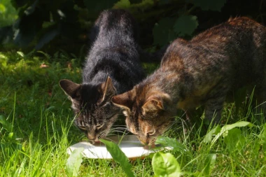 Odgovor na večito pitanje: Da li mačka treba da pije mleko?