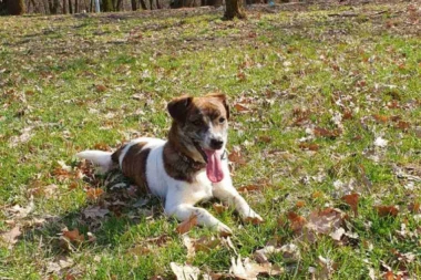 Moj Džeki Rasel nema cenu! Zašto nikada neću kupiti psa i zašto živim sa njuškom sa ulice, a ne iz odgajivačnice