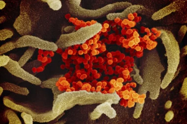 Kineski istraživači otkrili još jednu vrstu koronavirusa