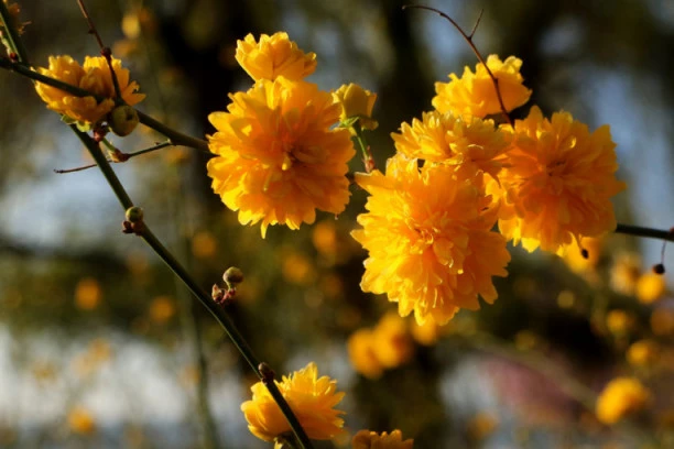 Prolećni dan pred nama: Evo kada stiže kiša!