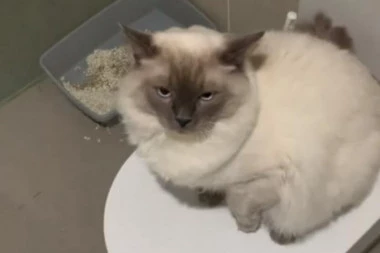 (VIDEO) Ovaj mačak je pokazao KO JE GAZDA: Muškarac ušao u toalet, a tamo ga sačekao neverovatan prizor!
