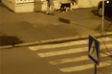 (FOTO) JEDVA DOČEKALI: Vlasnici izveli kućne ljubimce u šetnju