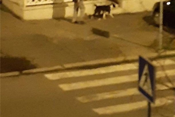 (FOTO) JEDVA DOČEKALI: Vlasnici izveli kućne ljubimce u šetnju