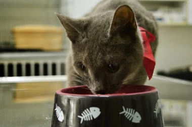 Tražimo dom za Ljubicu koju je pre mesec dana udario auto