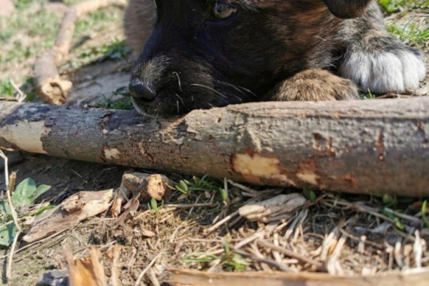 Zdravo, ja sam Božidar, ostavili su me u šumi kad je krenula ova vanredna situacija, pomozite mi da nađem dom