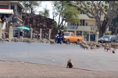 (VIDEO) ŠOK SNIMAK: Majmuni se očajnički bore za hranu