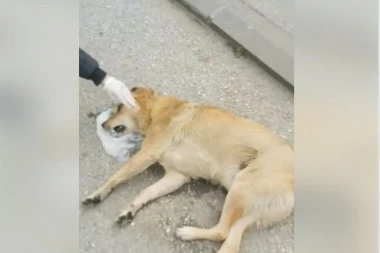 (VIDEO) Otrovani psi u Topoli: Hoće li neko reagovati?