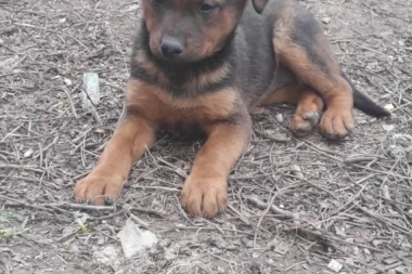 (FOTO) Prelepa devojčica želi dom