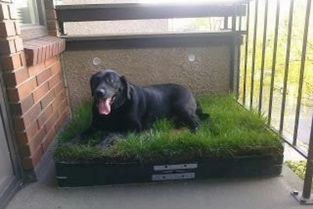 Mini bašta na terasi kao toalet za kuce