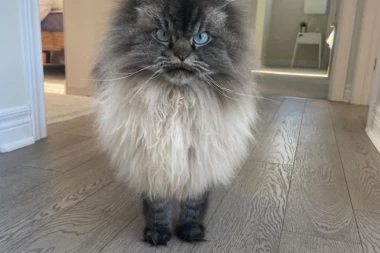 (VIDEO) Merlin je namrgođeni mačak i velika zvezda instagrama