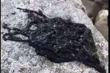 (VIDEO) Pronašli misteriozno LJIGAVO STVORENJE: Naježićete se kad saznate šta je u pitanju!