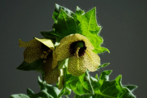 Srbi se često pitaju da li su JELI BUNIKE, ali retko ko zna pravo značenje ovog izraza!