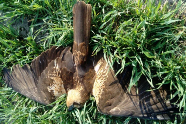 (FOTO) Zlotvori lupili šamar prirodi: Nezapamćeno trovanje strogo zaštićenih vrsta kod Bačke Topole!