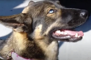 (VIDEO) Dirljiv susret Lune i njenog vlasnika: Pas je bio otpisan, a onda se dogodilo čuodo i ona se iznenada pojavila