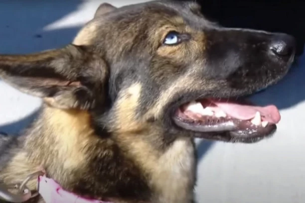 (VIDEO) Dirljiv susret Lune i njenog vlasnika: Pas je bio otpisan, a onda se dogodilo čuodo i ona se iznenada pojavila