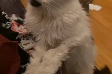 (VIDEO) Margo je najstarija mačka na svetu