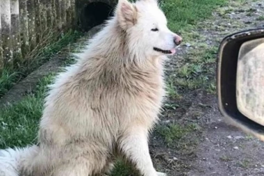 Veliki praznik za velika dela! Vlasnik je preminuo, u dvorištu je ostalo 11 pasa, a mi danas tražimo dom lepom samojedu!