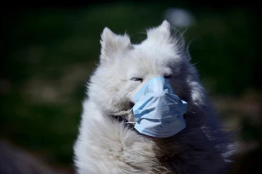 (FOTO) Evo kako se psi štite protiv korone