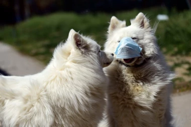 Naučnici upozoravaju: BRITANSKI SOJ KORONE OPASAN ZA PSE I MAČKE!