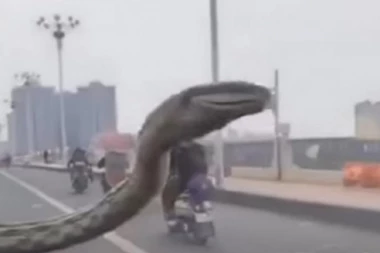 (VIDEO) Nadrealna situacija: Tokom vožnje auto zaskočila ZMIJURINA!