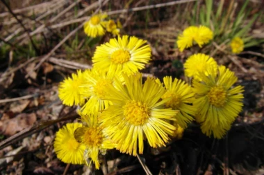 ČUDOTVORNA TRAVČICA LEČI SKORO SVE BOLESTI: Sprečava napade astme, dijareju, proširene vene i upale kože