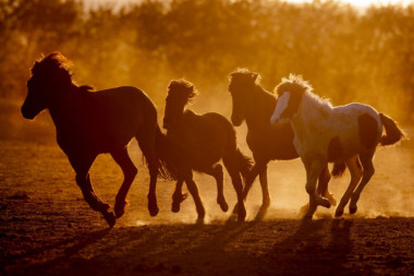 (FOTO) BOLESNO: Misteriozna sekta hara Francuskom, upadaju na imanja i kolju konje, svakom odseku OVO