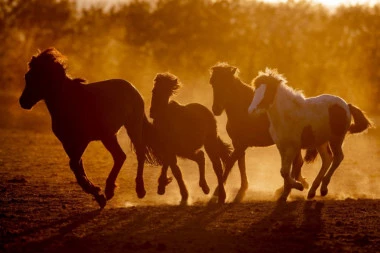 (FOTO) BOLESNO: Misteriozna sekta hara Francuskom, upadaju na imanja i kolju konje, svakom odseku OVO