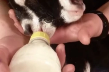 (FOTO, VIDEO) Rođeno DVOGLAVO JARE, a jedan detalj je posebno fascinantan!