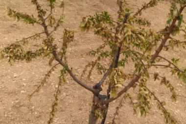 (FOTO) TORTURA! Ustaše uništile imanje porodice Gagić! LINTA: Najoštrije osuđujem ovaj vandalizam