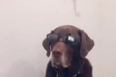 (VIDEO) Oni su pokorili TikTok: Ludorije ovih životnja će vam ulepšati dan!