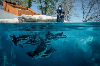 (FOTO) Kako izgleda BEO ZOO VRT tokom vanrednog stanja