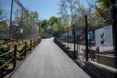 UŽAS U ZOOLOŠKOM VRTU U BEOGRADU! Pobegla zebra: Životinja povredila dete i čoveka