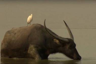 Vodeni bivo UBIO muškarca i povredio još dve osobe!