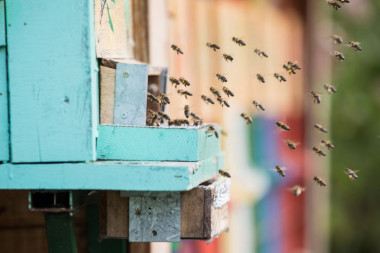 Obeležavamo Svetski dan pčela, najvažnijih oprašivača od kojih zavisi trećina proizvedene hrane na planeti!