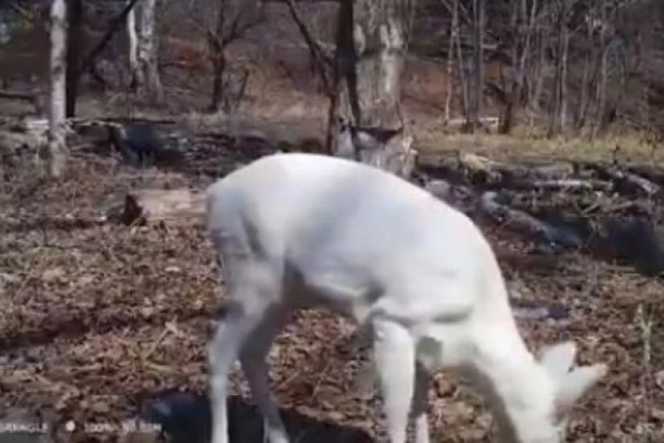 MISLILI DA JE IZUMRLA! Snimljena životinja koju niko nije video 40 godina: Za nju se vezuje snažno MITOLOŠKO ZNAČENJE!