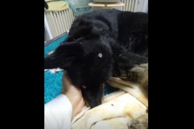(FOTO) UŽAS u Novom Sadu: Delikvent od 12 godina jadnom psu u glavu zakucao EKSER dužine 5 santimetara!
