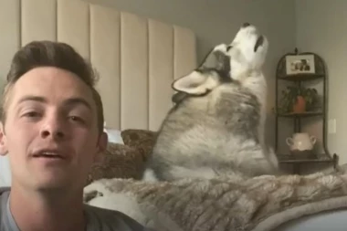 (VIDEO) TANDEM SNOVA: Dok vlasnik svira gitaru, haski peva prateće vokale!