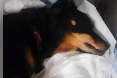 (UZNEMIRUJUĆI VIDEO) Kaje više nema, a u šta će da se pretvori dečak koji je sa 12 godina zakucao ekser u glavu psa?