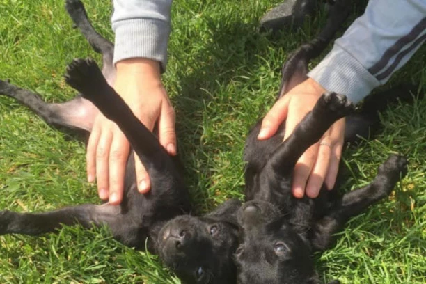 Rasa psa kojeg volite otkriva kakva ste ličnost